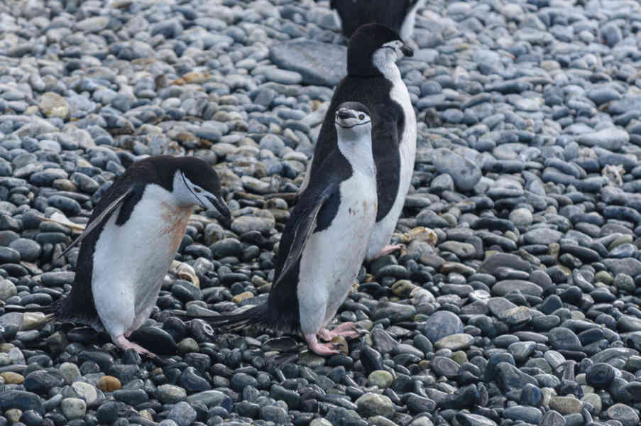 Pingüino Chinstrap - islas Georgias del Sur 13.jpg